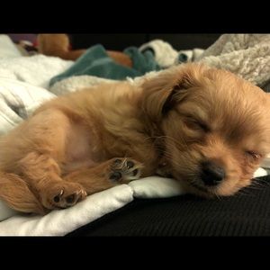 Meet your Posher, Cara